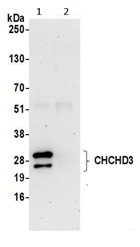 Immunoprecipitation - Anti-MIC19 antibody (AB240598), expandable thumbnail