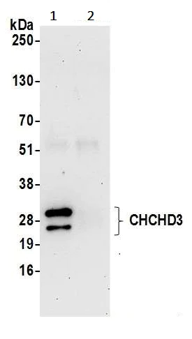 Immunoprecipitation - Anti-MIC19 antibody (AB240598)