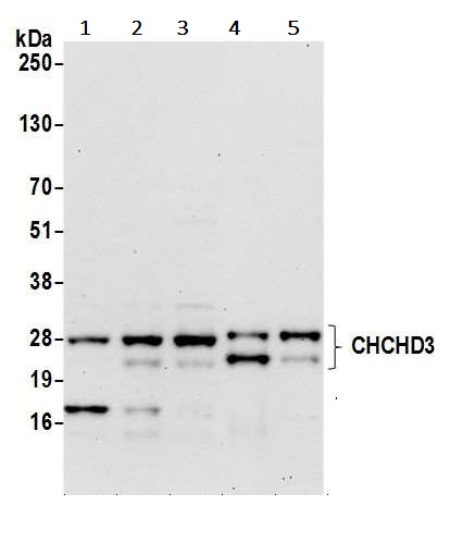 Western blot - Anti-MIC19 antibody (AB240598), expandable thumbnail