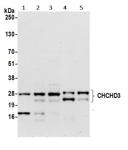 Western blot - Anti-MIC19 antibody (AB240598)