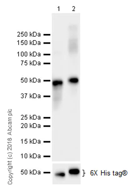 Western blot - Anti-MICA + MICB antibody [EPR22031] (AB224702)