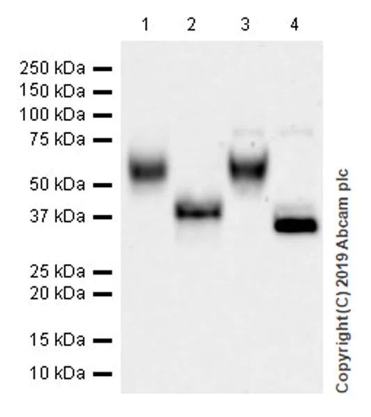 Western blot - Anti-MICA + MICB antibody [EPR22071-91] - BSA and Azide free (AB254196)