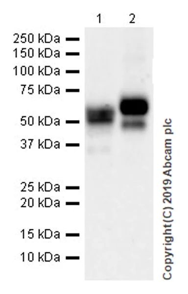 Western blot - Anti-MICA + MICB antibody [EPR22071-91] - BSA and Azide free (AB254196)