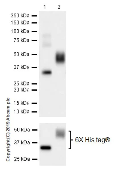 Western blot - Anti-MICA + MICB antibody [EPR22071-91] - BSA and Azide free (AB254196)