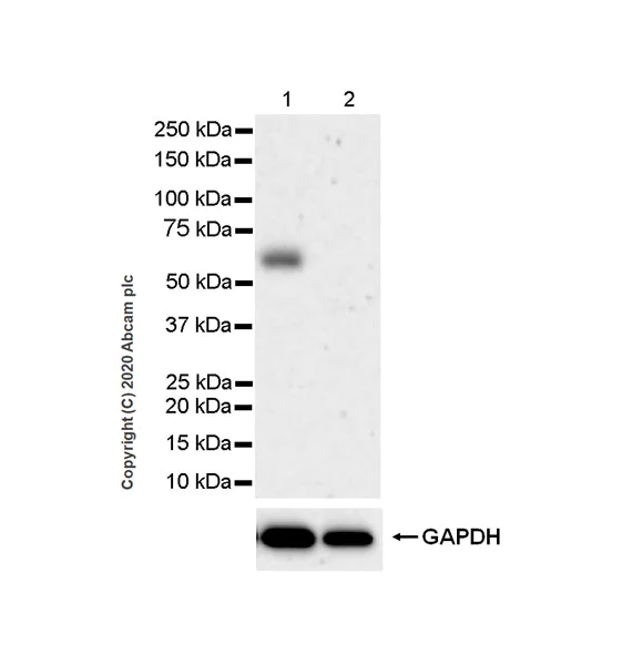Western blot - Anti-MICA + MICB antibody [EPR24086-121] (AB259934)