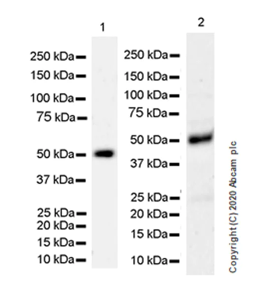 Western blot - Anti-MICA + MICB antibody [EPR24086-121] (AB259934)