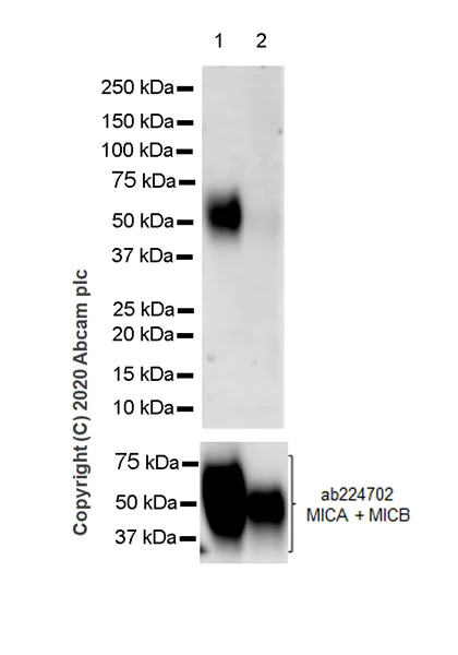 Western blot - Anti-MICA + MICB antibody [EPR24086-121] (AB259934)