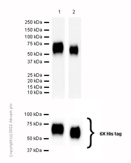 Western blot - Anti-MICA + MICB antibody [EPR24086-121] (AB259934)