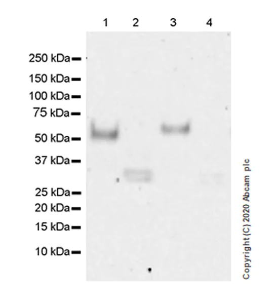 Western blot - Anti-MICA + MICB antibody [EPR24086-121] - BSA and Azide free (AB276141)
