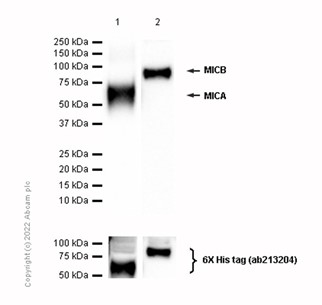 Western blot - Anti-MICA + MICB antibody [EPR6568] (AB150355), expandable thumbnail