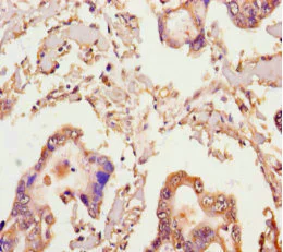 Immunohistochemistry (Formalin/PFA-fixed paraffin-embedded sections) - Anti-MICAL2 antibody (AB238901)
