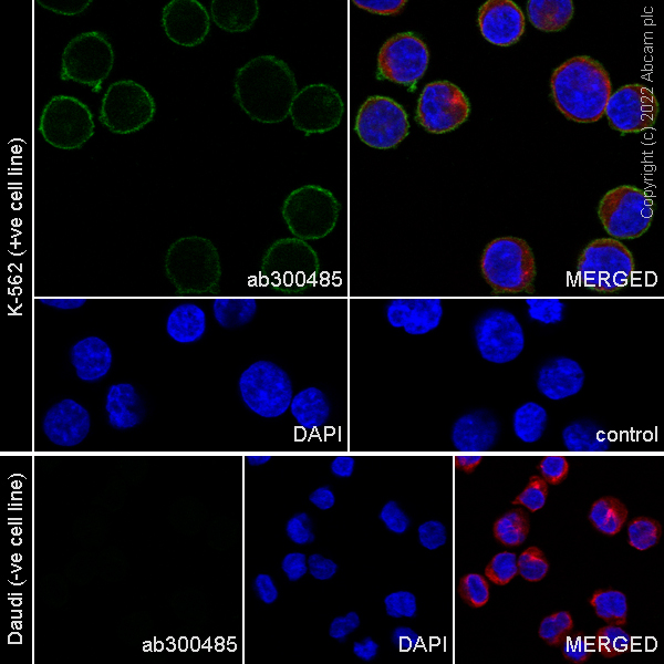 Immunocytochemistry/ Immunofluorescence - Anti-MICB antibody [EPR26362-65] (AB300485)