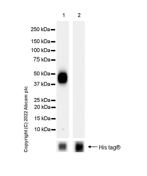 Western blot - Anti-MICB antibody [EPR26362-65] (AB300485)