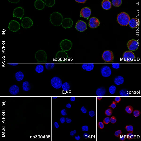Immunocytochemistry/ Immunofluorescence - Anti-MICB antibody [EPR26362-65] - BSA and Azide free (AB300486)