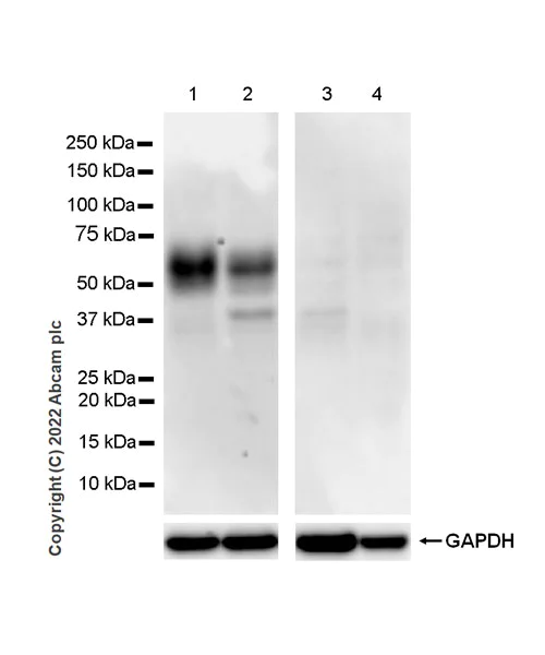 Western blot - Anti-MICB antibody [EPR26362-65] - BSA and Azide free (AB300486)