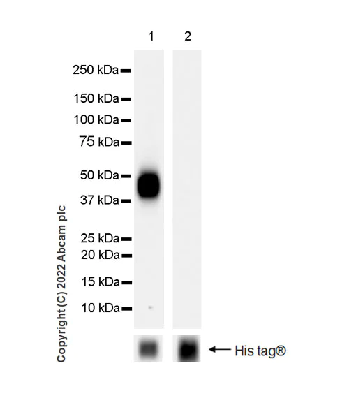 Western blot - Anti-MICB antibody [EPR26362-65] - BSA and Azide free (AB300486)