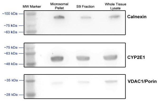Purification - Microsome isolation kit (AB206995), expandable thumbnail