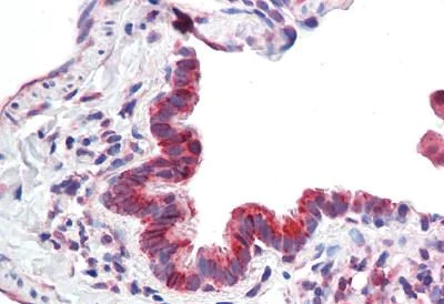 Immunohistochemistry (Formalin/PFA-fixed paraffin-embedded sections) - Anti-MICU1 antibody (AB190114)