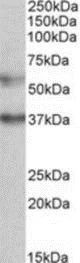 Western blot - Anti-MICU1 antibody (AB190114)