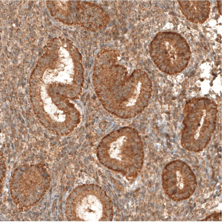 Immunohistochemistry (Formalin/PFA-fixed paraffin-embedded sections) - Anti-MICU1 antibody (AB224161)