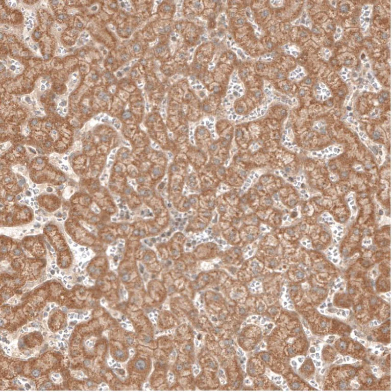 Immunohistochemistry (Formalin/PFA-fixed paraffin-embedded sections) - Anti-MICU1 antibody (AB224161)