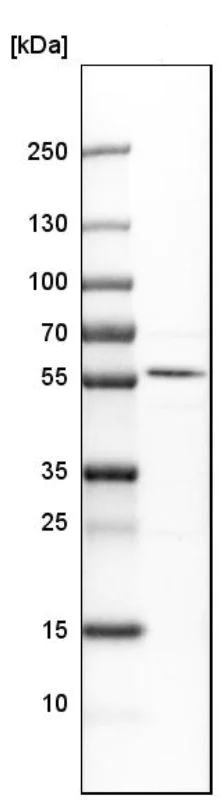 Western blot - Anti-MICU1 antibody (AB224161)