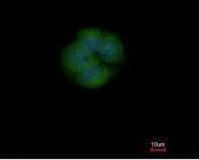 Immunocytochemistry/ Immunofluorescence - Anti-MICU2 antibody (AB101465), expandable thumbnail