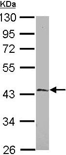 Western blot - Anti-MICU2 antibody (AB101465), expandable thumbnail