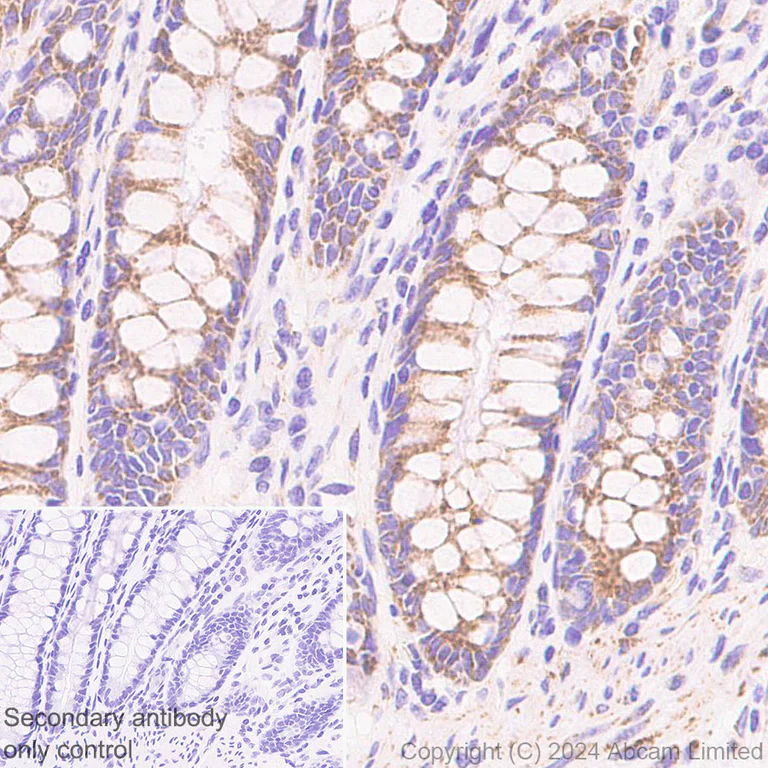 Immunohistochemistry (Formalin/PFA-fixed paraffin-embedded sections) - Anti-MICU2 antibody [EPR28910-9] - BSA and Azide free (AB320645)