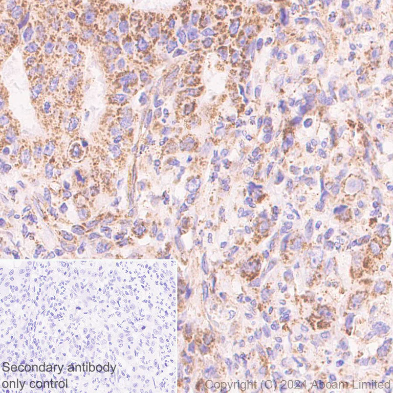 Immunohistochemistry (Formalin/PFA-fixed paraffin-embedded sections) - Anti-MICU2 antibody [EPR28910-9] - BSA and Azide free (AB320645)