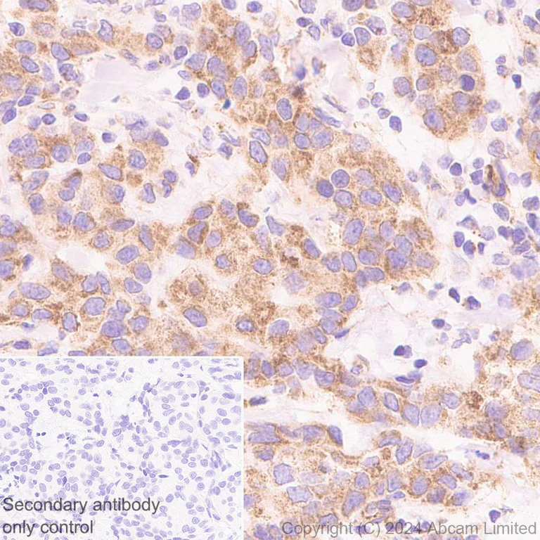 Immunohistochemistry (Formalin/PFA-fixed paraffin-embedded sections) - Anti-MICU2 antibody [EPR28910-9] - BSA and Azide free (AB320645)
