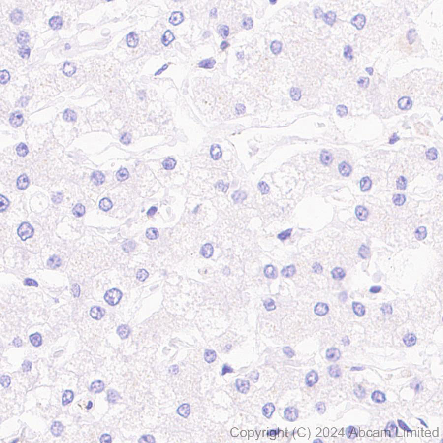 Immunohistochemistry (Formalin/PFA-fixed paraffin-embedded sections) - Anti-MICU2 antibody [EPR28910-9] - BSA and Azide free (AB320645)