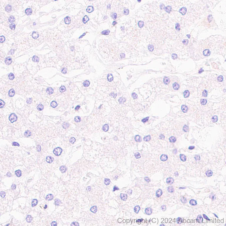 Immunohistochemistry (Formalin/PFA-fixed paraffin-embedded sections) - Anti-MICU2 antibody [EPR28910-9] - BSA and Azide free (AB320645)