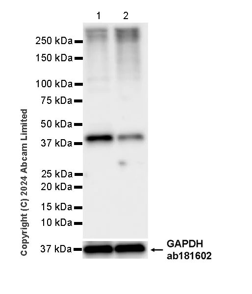 Western blot - Anti-MICU2 antibody [EPR28910-9] - BSA and Azide free (AB320645)