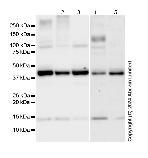 Western blot - Anti-MICU2 antibody [EPR28910-9] - BSA and Azide free (AB320645)