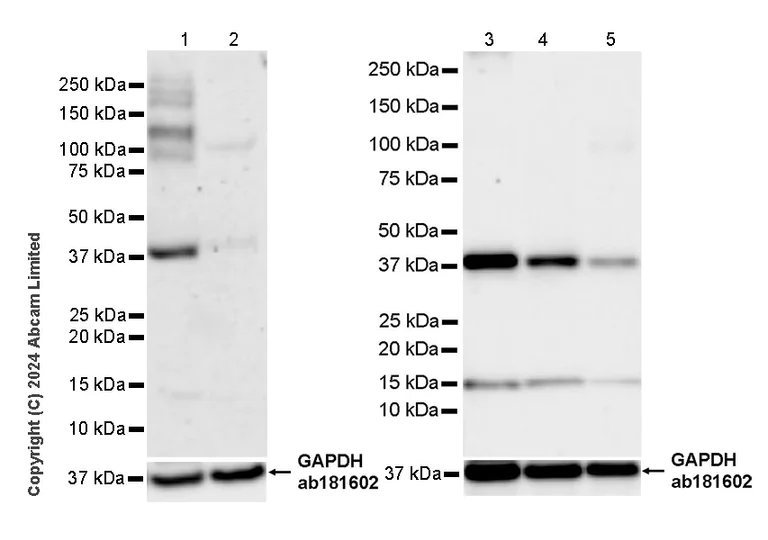 Western blot - Anti-MICU2 antibody [EPR28910-9] - BSA and Azide free (AB320645)