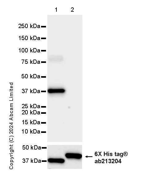 Western blot - Anti-MICU2 antibody [EPR28910-9] - BSA and Azide free (AB320645)