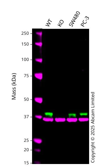 Western blot - Anti-MICU2 antibody [EPR28910-9] - BSA and Azide free (AB320645)