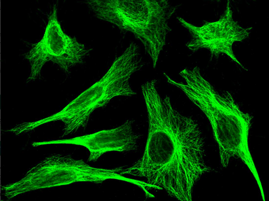 Immunocytochemistry - Anti-MID1IP1 antibody [005] - BSA and Azide free (AB276070), expandable thumbnail