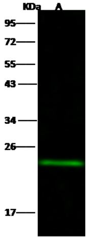 Western blot - Anti-MID1IP1 antibody [005] - BSA and Azide free (AB276070), expandable thumbnail