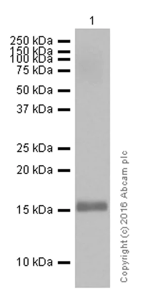 Western blot - Anti-Midkine antibody [EP1143Y] (AB52637)