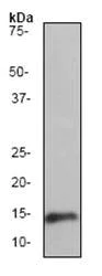 Western blot - Anti-Midkine antibody [EP1143Y] (AB52637)