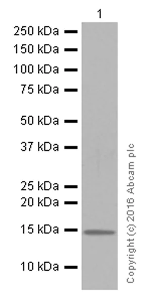 Western blot - Anti-Midkine antibody [EP1143Y] (AB52637)
