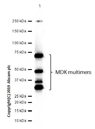 Western blot - Anti-Midkine antibody [EP1143Y] - BSA and Azide free (AB236781)