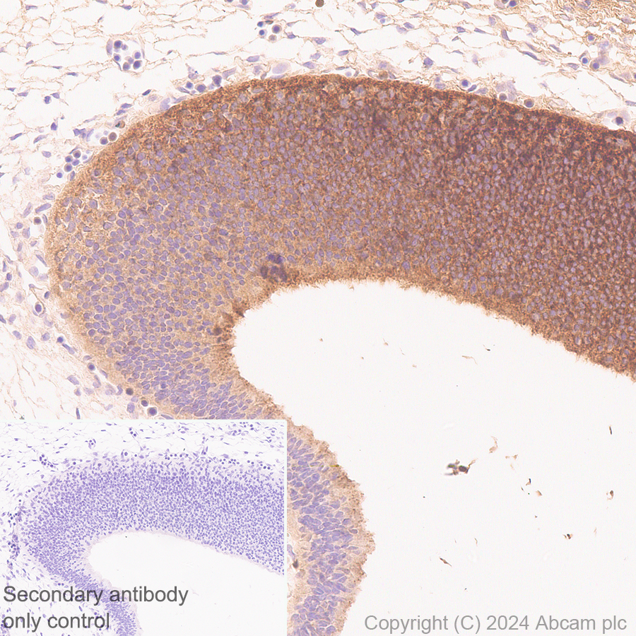 Immunohistochemistry (Formalin/PFA-fixed paraffin-embedded sections) - Anti-Midkine antibody [EPR29075-34] - BSA and Azide free (AB318145), expandable thumbnail