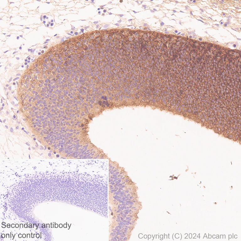 Immunohistochemistry (Formalin/PFA-fixed paraffin-embedded sections) - Anti-Midkine antibody [EPR29075-34] - BSA and Azide free (AB318145)