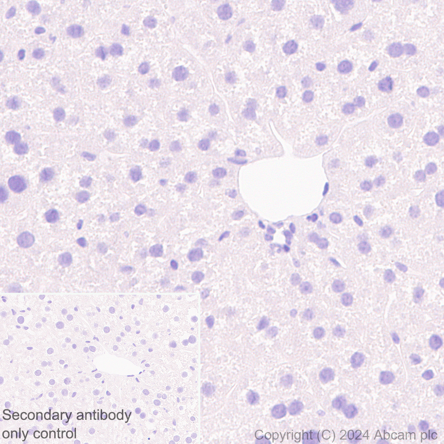 Immunohistochemistry (Formalin/PFA-fixed paraffin-embedded sections) - Anti-Midkine antibody [EPR29075-34] - BSA and Azide free (AB318145), expandable thumbnail