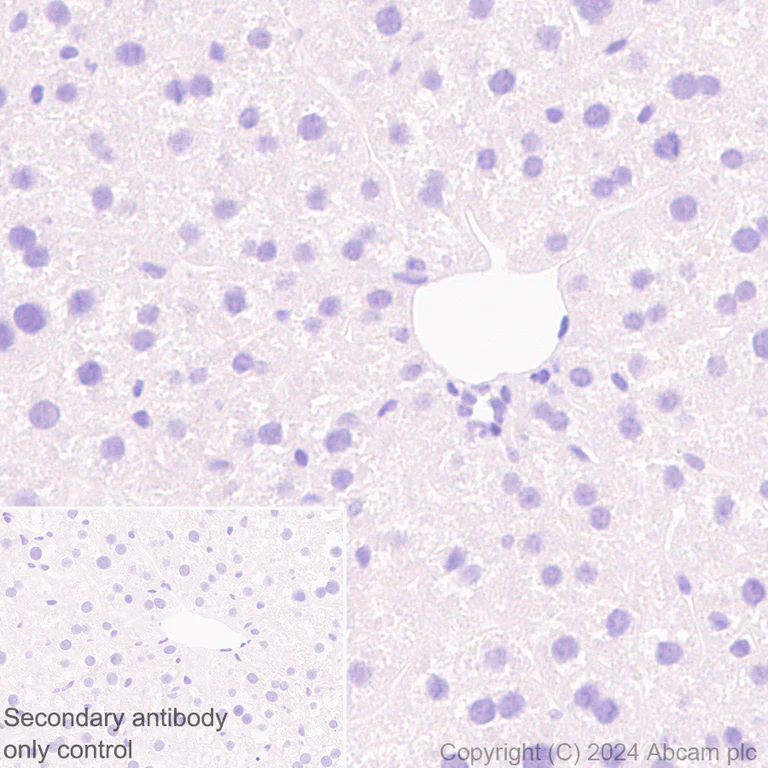 Immunohistochemistry (Formalin/PFA-fixed paraffin-embedded sections) - Anti-Midkine antibody [EPR29075-34] - BSA and Azide free (AB318145)