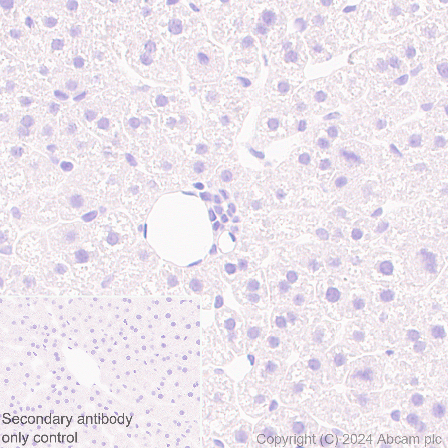 Immunohistochemistry (Formalin/PFA-fixed paraffin-embedded sections) - Anti-Midkine antibody [EPR29075-34] - BSA and Azide free (AB318145), expandable thumbnail