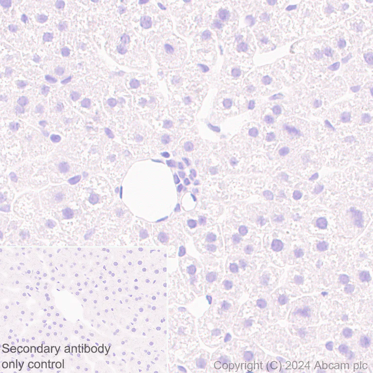 Immunohistochemistry (Formalin/PFA-fixed paraffin-embedded sections) - Anti-Midkine antibody [EPR29075-34] - BSA and Azide free (AB318145)